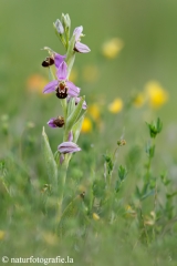 15 Bienen-Ragwurz - Ophrys apifera