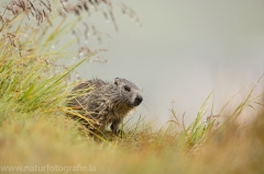 107 Murmeltier - Marmota marmota