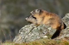 112 Murmeltier - Marmota marmota