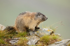 118 Murmeltier - Marmota marmota