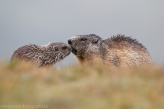 119 Murmeltier - Marmota marmota