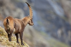 21 Alpensteinbock - Capra ibex
