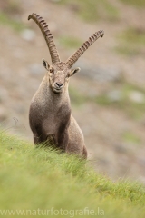 22 Alpensteinbock - Capra ibex