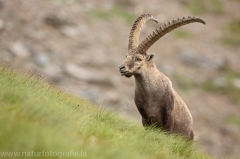 23 Alpensteinbock - Capra ibex