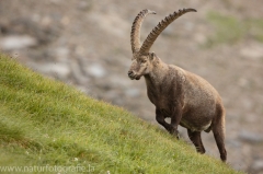 24 Alpensteinbock - Capra ibex