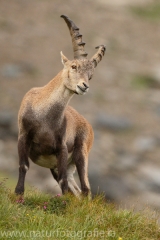 25 Alpensteinbock - Capra ibex