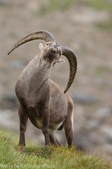 26 Alpensteinbock - Capra ibex