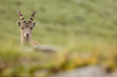 27 Alpensteinbock - Capra ibex