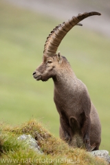 28 Alpensteinbock - Capra ibex