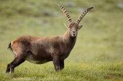 29 Alpensteinbock - Capra ibex