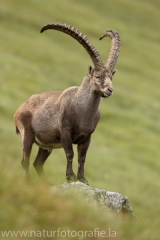 31 Alpensteinbock - Capra ibex