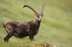 32 Alpensteinbock - Capra ibex