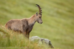 33 Alpensteinbock - Capra ibex