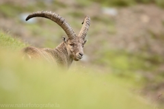 36 Alpensteinbock - Capra ibex