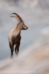 37 Alpensteinbock - Capra ibex