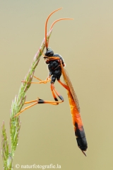 31 Schlupfwespe - Ichneumonidae