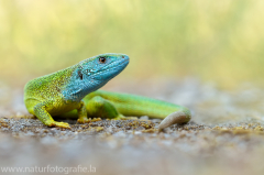 Reptilien und Amphibien &raquo; Eidechsen, Geckos