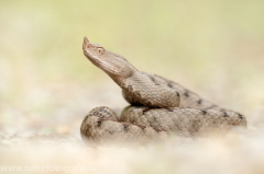 Reptilien und Amphibien &raquo; Schlangen