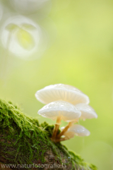 3 Buchen Schleimrübling - Mucidula mucida