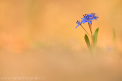 32 Zweiblättriger Blaustern - Scilla bifolia