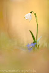 31 Frühlings-Knotenblume