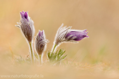 35 Gewöhnliche Kuhschelle - Pulsatilla vulgaris