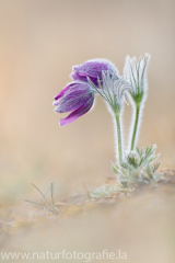 36 Gewöhnliche Kuhschelle - Pulsatilla vulgaris