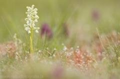 10 Kleines Knabenkraut - Orchis morio