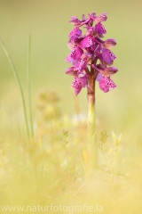 9 Kleines Knabenkraut - Orchis morio