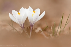 18 Krokusse - Crocus