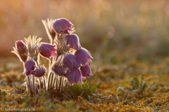 7 Küchenschelle - Pulsatilla vugaris