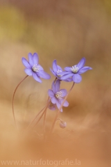 28 Leberblümchen - Hepatica nobilis