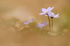 2 Leberblümchen - Hepatica nobilis