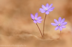 1 Leberblümchen - Hepatica nobilis