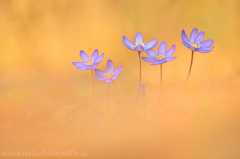 33 Leberblümchen - Hepatica nobilis