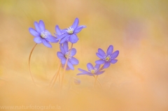 29 Leberblümchen - Hepatica nobilis