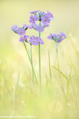 34 Mehlprimel - Primula farinosa