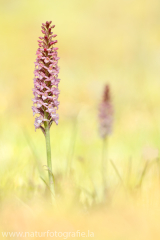 Mücken-Händelwurz - Gymnadenia conopsea