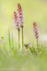 Mücken-Händelwurz - Gymnadenia conopsea