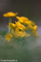 20 Sumpfdotterblume - Caltha palustris