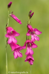 21Sumpf-Gladiole - Gladiolus