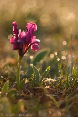19 Zwerg-Schwertlilie - Iris pumila