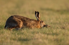 12 Feldhase - Lepus europaeus