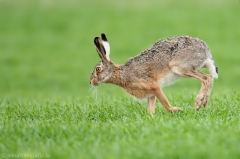 13 Feldhase - Lepus europaeus