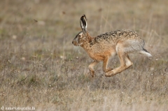 14 Feldhase - Lepus europaeus