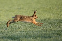 15 Feldhase - Lepus europaeus