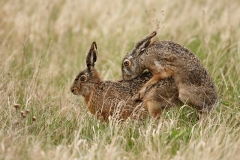 18 Feldhase - Lepus europaeus