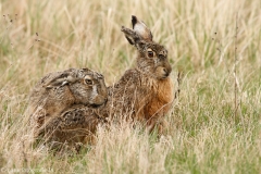 20 Feldhase - Lepus europaeus