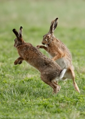 19 Feldhase - Lepus europaeus