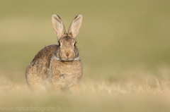 2 Wildkaninchen - Oryctolagus cuniculus